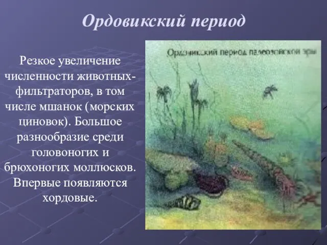 Ордовикский период Резкое увеличение численности животных-фильтраторов, в том числе мшанок