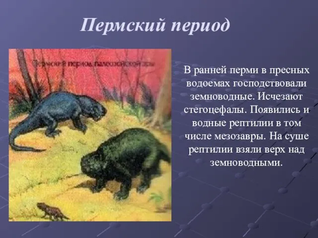 Пермский период В ранней перми в пресных водоемах господствовали земноводные.