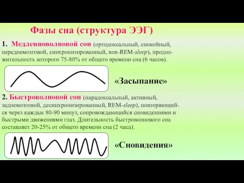 Фазы сна (структура ЭЭГ) 1. Медленноволновой сон (ортодоксальный, спокойный, переднемозговой, синхронизированный, non-REM-sleep), продол-жительность