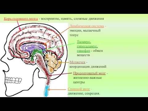 Кора головного мозга - восприятие, память, сложные движения Лимбическая система - эмоции, мышечный