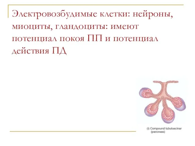 Электровозбудимые клетки: нейроны, миоциты, гландоциты: имеют потенциал покоя ПП и потенциал действия ПД