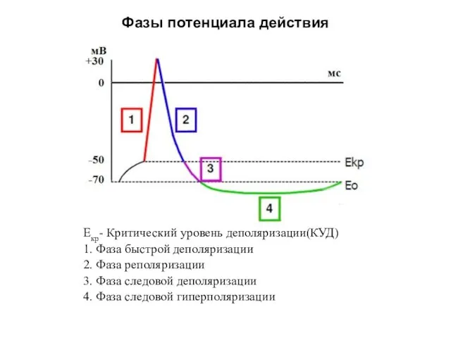 Фазы потенциала действия Е0 – Мембранный потенциал покоя(МПП) Екр- Критический уровень деполяризации(КУД) 1.