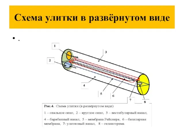 Схема улитки в развёрнутом виде .