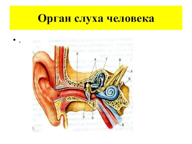 Орган слуха человека .