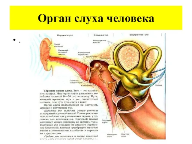 Орган слуха человека .