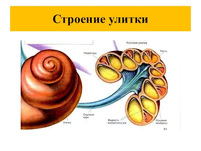 Строение улитки