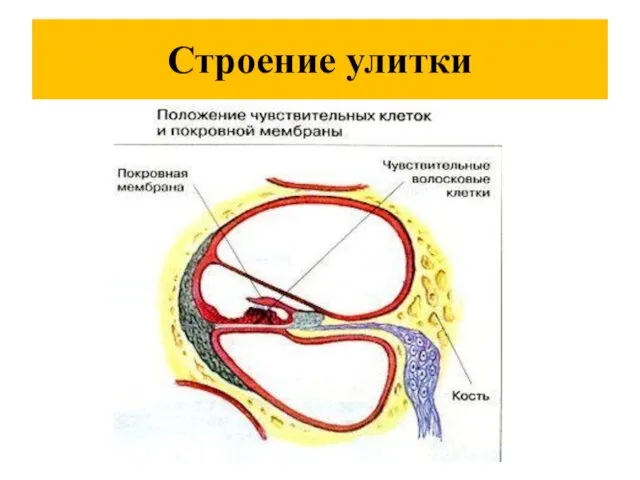 Строение улитки