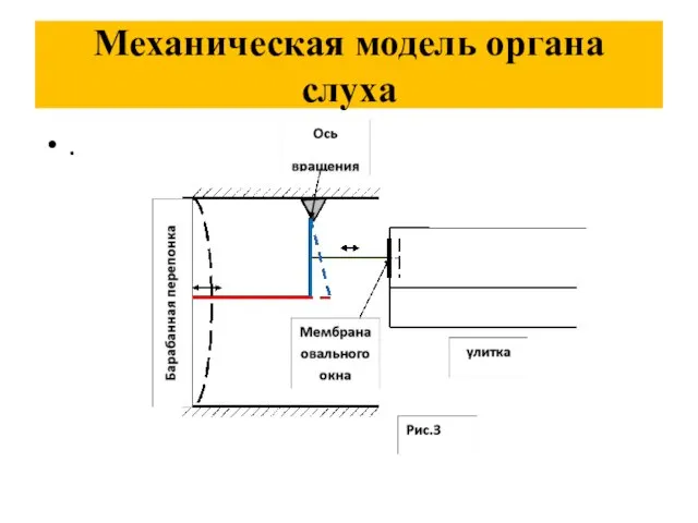 Механическая модель органа слуха .