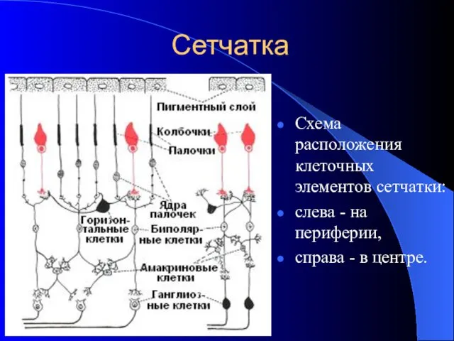 Сетчатка Схема расположения клеточных элементов сетчатки: слева - на периферии, справа - в центре.