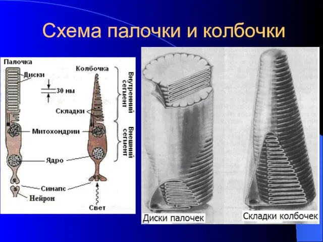 Схема палочки и колбочки