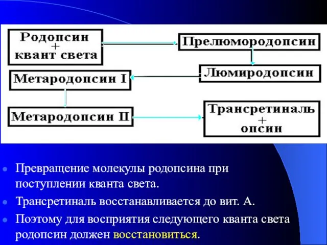 Превращение молекулы родопсина при поступлении кванта света. Трансретиналь восстанавливается до