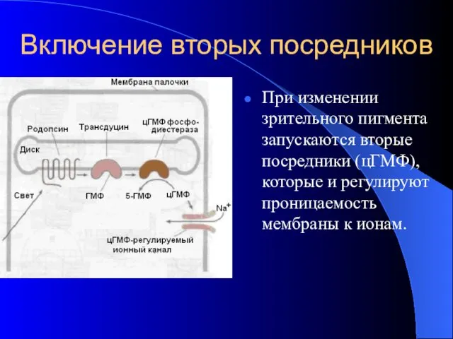 Включение вторых посредников При изменении зрительного пигмента запускаются вторые посредники