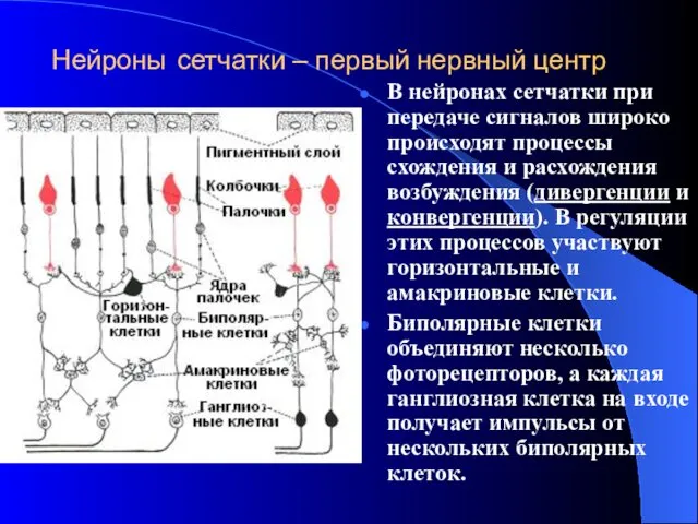 Нейроны сетчатки – первый нервный центр В нейронах сетчатки при