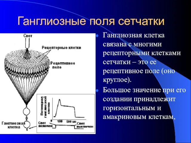 Ганглиозные поля сетчатки Ганглиозная клетка связана с многими рецепторными клетками