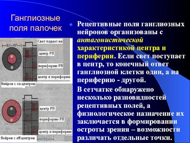 Ганглиозные поля палочек Рецептивные поля ганглиозных нейронов организованы с антагонистической