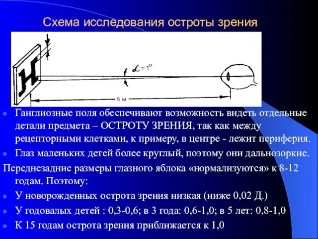 Схема исследования остроты зрения Ганглиозные поля обеспечивают возможность видеть отдельные