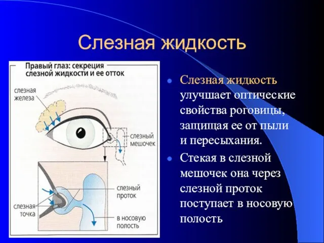 Слезная жидкость Слезная жидкость улучшает оптические свойства роговицы, защищая ее