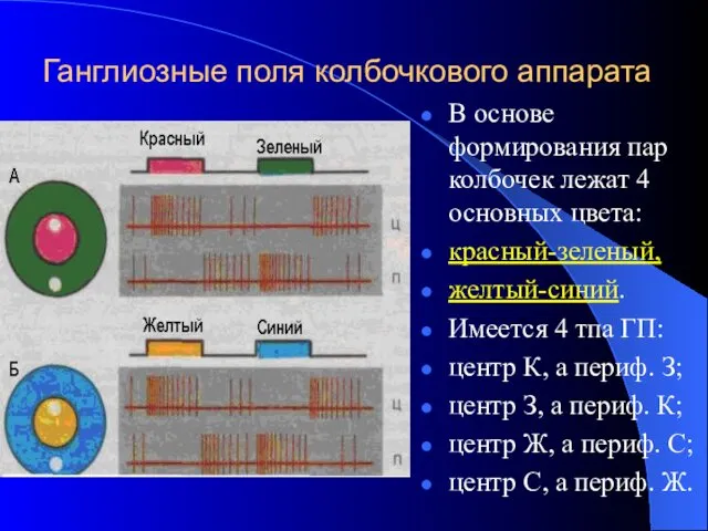 Ганглиозные поля колбочкового аппарата В основе формирования пар колбочек лежат