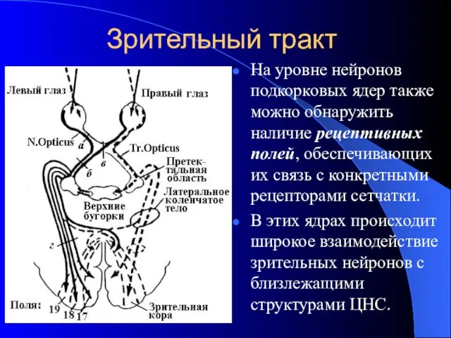 Зрительный тракт На уровне нейронов подкорковых ядер также можно обнаружить