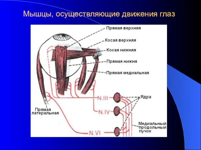 Мышцы, осуществляющие движения глаз