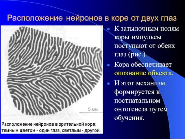 Расположение нейронов в коре от двух глаз К затылочным полям