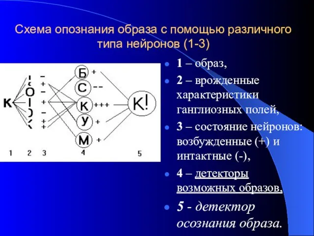 Схема опознания образа с помощью различного типа нейронов (1-3) 1