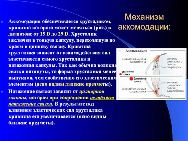 Механизм аккомодации: Аккомодация обеспечивается хрусталиком, кривизна которого может меняться (рис.)