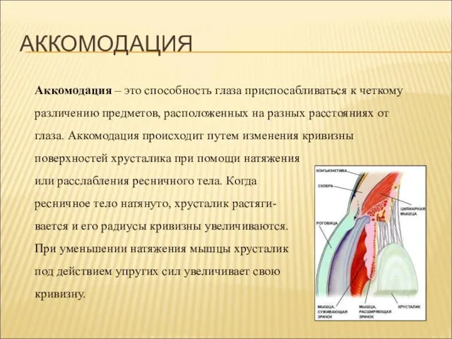 АККОМОДАЦИЯ Аккомодация – это способность глаза приспосабливаться к четкому различению