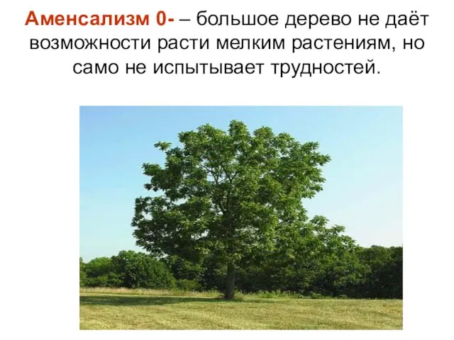 Аменсализм 0- – большое дерево не даёт возможности расти мелким растениям, но само не испытывает трудностей.
