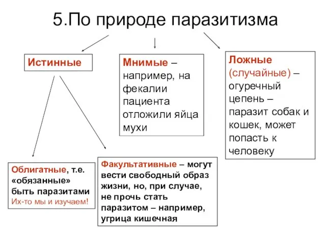 5.По природе паразитизма Истинные Ложные (случайные) – огуречный цепень –