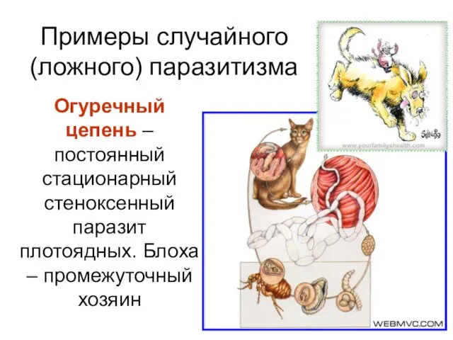 Огуречный цепень – постоянный стационарный стеноксенный паразит плотоядных. Блоха – промежуточный хозяин Примеры случайного (ложного) паразитизма