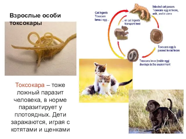 Взрослые особи токсокары Токсокара – тоже ложный паразит человека, в