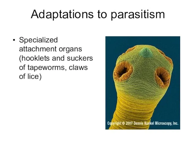 Adaptations to parasitism Specialized attachment organs (hooklets and suckers of tapeworms, claws of lice)