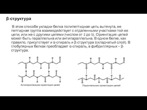 β-структура В этом способе укладки белка полипептидная цепь вытянута, ее