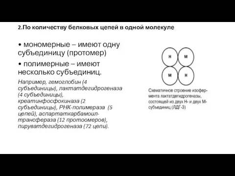 2.По количеству белковых цепей в одной молекуле • мономерные –