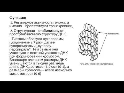 Функция: 1. Регулируют активность генома, а именно – препятствуют транскрипции,