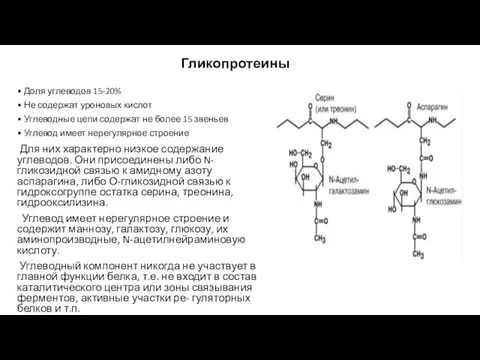 Гликопротеины • Доля углеводов 15-20% • Не содержат уроновых кислот