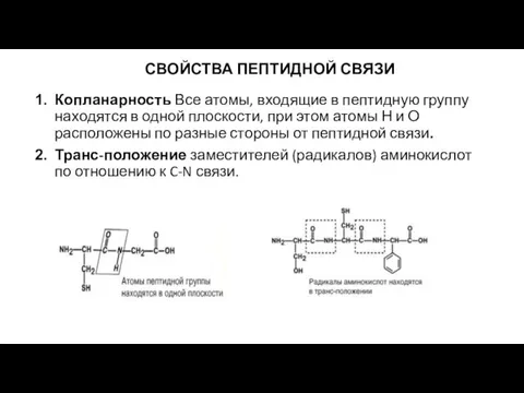 СВОЙСТВА ПЕПТИДНОЙ СВЯЗИ Копланарность Все атомы, входящие в пептидную группу