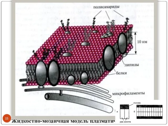 Жидкостно-мозаичная модель плазматической мембраны.