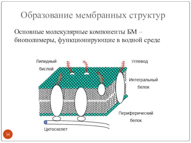 Образование мембранных структур Основные молекулярные компоненты БМ – биополимеры, функционирующие в водной среде