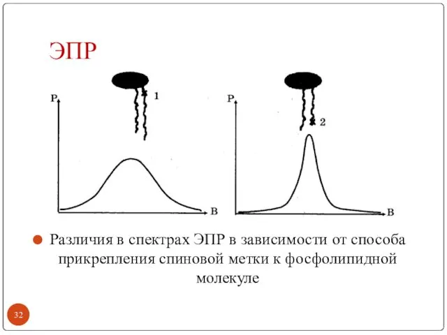 ЭПР Различия в спектрах ЭПР в зависимости от способа прикрепления спиновой метки к фосфолипидной молекуле