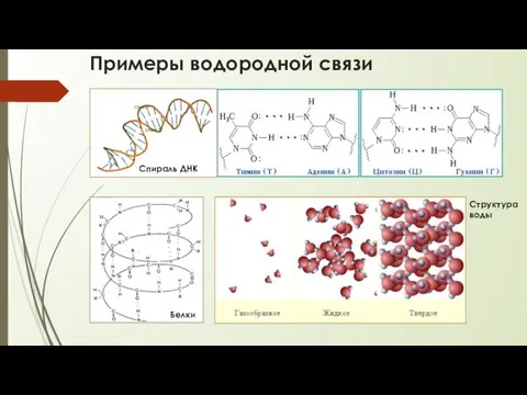 Примеры водородной связи Спираль ДНК Белки Структура воды