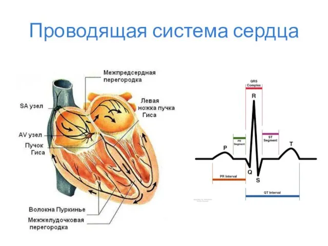 Проводящая система сердца