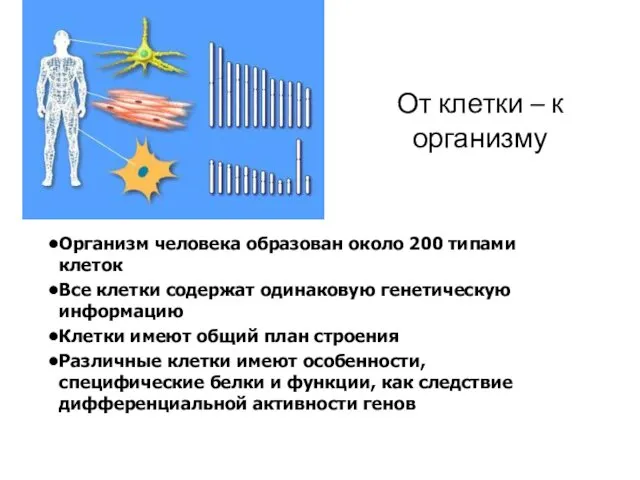 От клетки – к организму Организм человека образован около 200