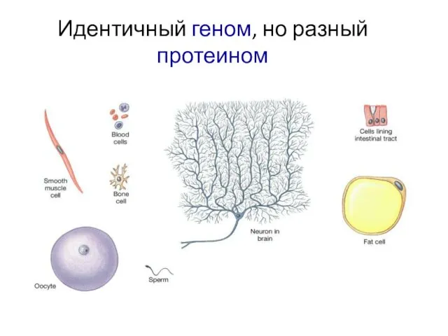 Идентичный геном, но разный протеином