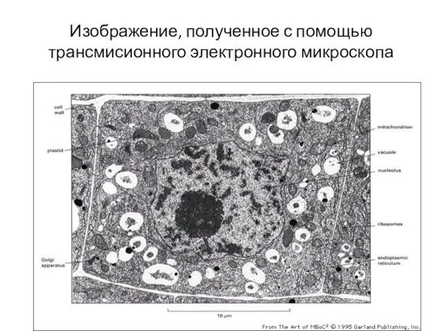 Изображение, полученное с помощью трансмисионного электронного микроскопа