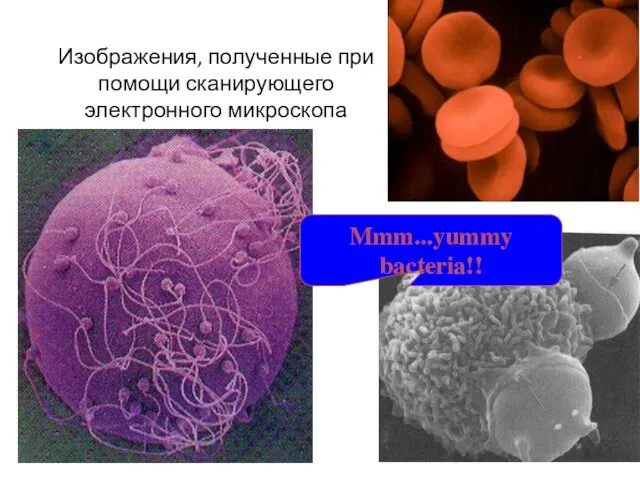 Изображения, полученные при помощи сканирующего электронного микроскопа Mmm...yummy bacteria!!