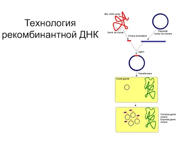 Технология рекомбинантной ДНК