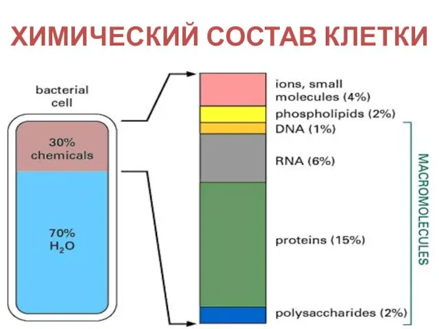 ХИМИЧЕСКИЙ СОСТАВ КЛЕТКИ