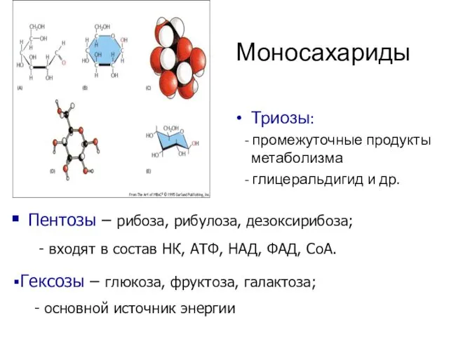 Моносахариды Триозы: - промежуточные продукты метаболизма - глицеральдигид и др.